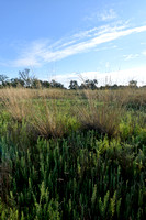 Kweldergras - Reflexed Saltmarsh-grass - Puccinellia distans