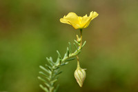 Heath-leaved Rock rose; Fumana ericoides