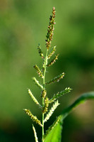 Early barnyard grass; Echinochloa oryzoides