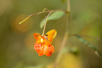 Oranje Springzaad - Orange Balsam - Impatiens capensis