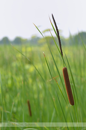 Kleine lisdodde x Grote lisdodde; White cattail; Typha x glauca