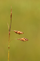 Slijkzegge; Bog-sedge; Carex limosa