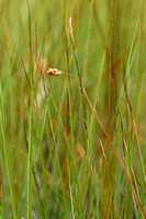 Slijkzegge - Bog-sedge - Carex limosa