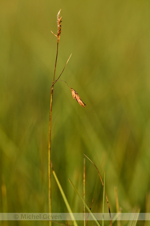 Slijkzegge; Bog-sedge; Carex limosa