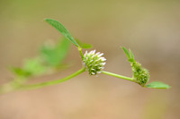 Clustered Clover; Trifolium glomeratum