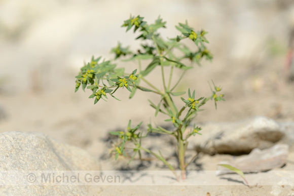 Kleine Wolfsmelk;Dwarf Spurge;Euphorbia exigua