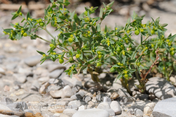 Kleine Wolfsmelk; Dwarf Spurge; Euphorbia exigua