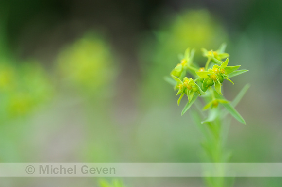 Kleine Wolfsmelk; Dwarf Spurge; Euphorbia exigua;