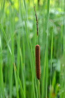 Kleine lisdodde x Grote lisdodde; White cattail; Typha x glauca