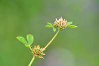 Clustered Clover; Trifolium glomeratum;