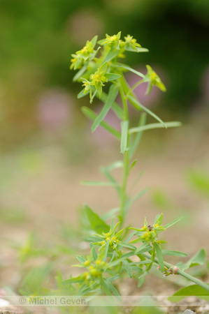 Kleine Wolfsmelk; Dwarf Spurge; Euphorbia exigua;