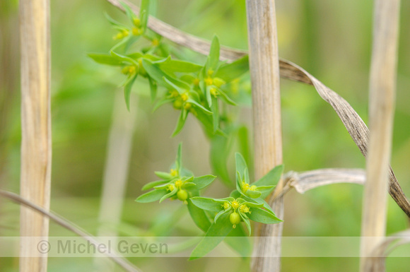 Kleine Wolfsmelk;Dwarf Spurge;Euphorbia exigua