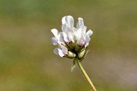 Alpine milk-vetch; Astragalus alpinus; subsp. Acrticus