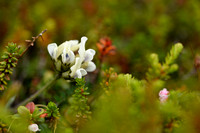 Astragalus alpinus subsp. Acrticus