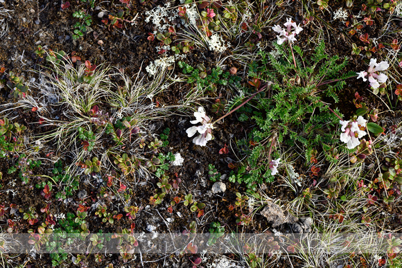Alpine milk-vetch; Astragalus alpinus; subsp. Acrticus