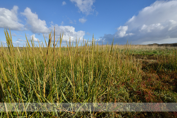 Engels slijkgras; Common cordgrass; Spartina anglica;