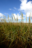 Engels slijkgras; Common cordgrass; Spartina anglica;