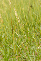 Engels Slijkgras; Common cordgrass; Spartina anglica