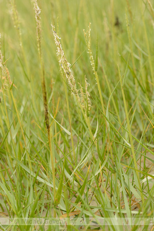 Engels Slijkgras; Common cordgrass; Spartina anglica