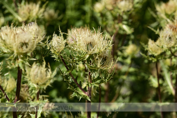 Cirsium pubigerum