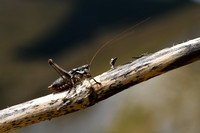 Westelijke bergsabel - Common Mountain Bush-cricket - Antaxius pedestris