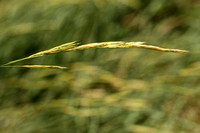 Meadow Bromegrass; Bromus riparius
