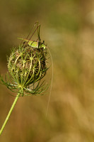 Witsprietsikkelsprinkhaan; White Sickle Bush-cricket; Tylopsis l