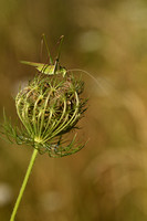 Witsprietsikkelsprinkhaan; White Sickle Bush-cricket; Tylopsis l