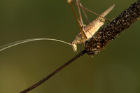 Witsprietsikkelsprinkhaan - White Sickle Bush-cricket - Tylopsis lillifolia