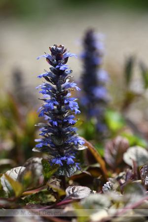 Kruipend zenegroen; Bugleweed; Ajuga reptans