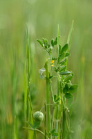 Medicago scutellata