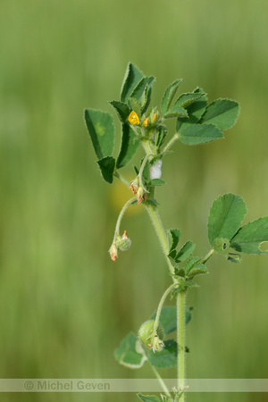 Medicago scutellata