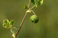 Medicago scutellata