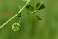 Medicago scutellata