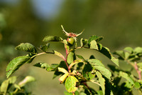 Schijnviltroos; False harsh Downy-Rose; Rosa pseudoscabriuscula