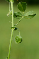 Medicago scutellata