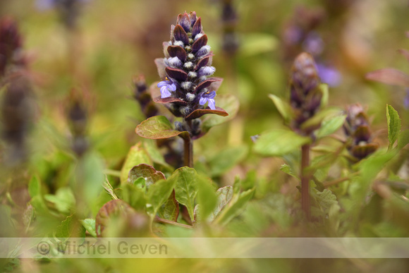 Kruipend zenegroen; Bugleweed; Ajuga reptans