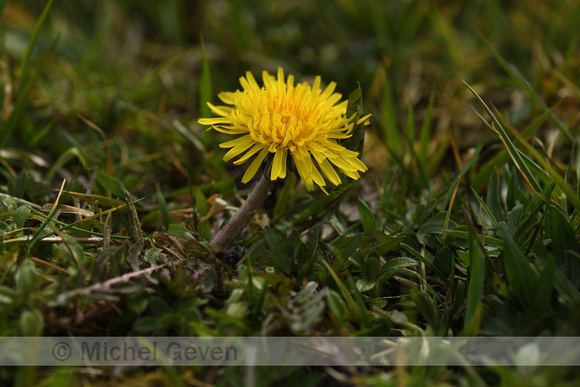 Gestreepte Haakpaardenbloem; Dandelion; Taraxacum officinale