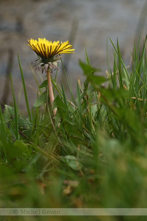 Gestreepte Haakpaardenbloem; Dandelion; Taraxacum officinale