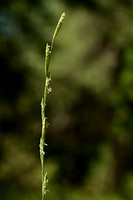 Kweek - Quackgrass - Elymus repens