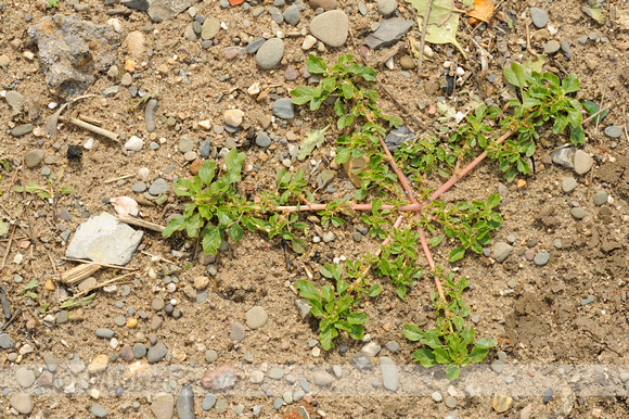 Kleine Majer;Purple Amaranth;Amaranthus blitum;
