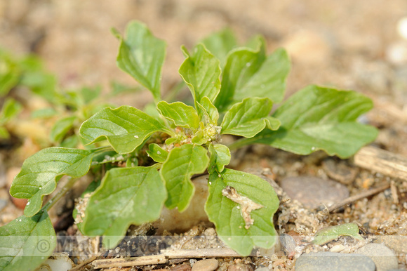 Kleine Majer;Purple Amaranth;Amaranthus blitum;