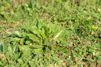 Gifsla; Great Lettuce; Lactuca virosa