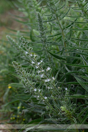 Pale bugloss; Echium italicum