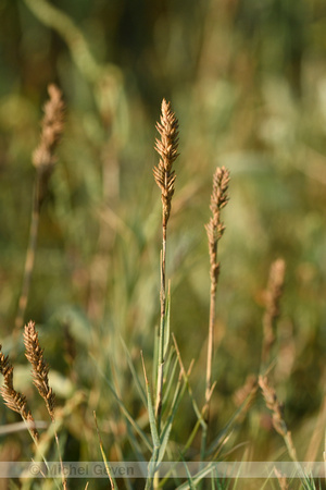 Fioringras subsp. maritima; Agrostis stolonifera subsp. maritima