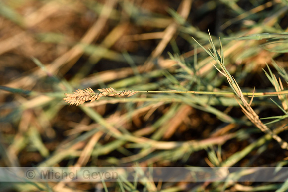 Fioringras subsp. maritima; Agrostis stolonifera subsp. maritima