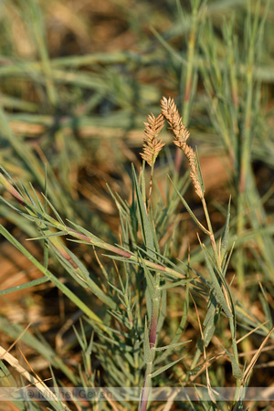 Fioringras subsp. maritima; Agrostis stolonifera subsp. maritima