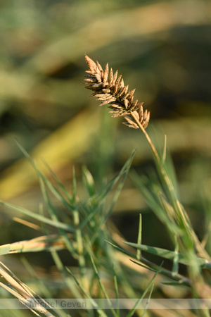 Fioringras subsp. maritima; Agrostis stolonifera subsp. maritima