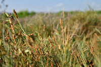 Fioringras subsp. maritima; Agrostis stolonifera subsp. maritima