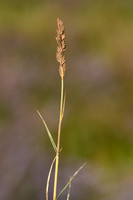 Fioringras subsp. maritima - Agrostis stolonifera subsp. maritima